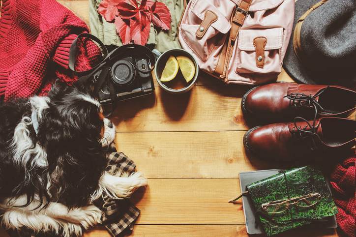 autumn cozy flat lay with sweater, shoes, vintage camera, backpack and spaniel dog with empty scape.